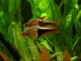 /album/i-miei-pesci/rasbora-heteromorpha-coppia-m-jpg/